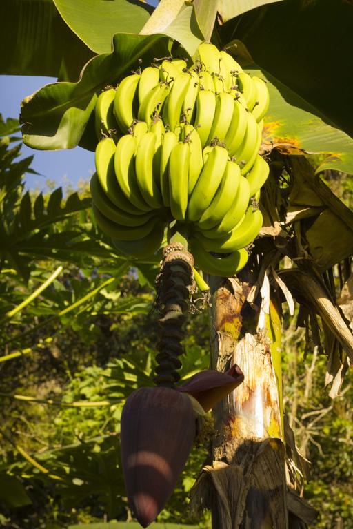 Haleiwa Chales E Suites - A Guest House Do Prumirim Ubatuba Εξωτερικό φωτογραφία